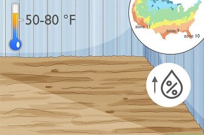 A Complete Guide to Wandering Jew Plant Care