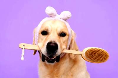 Skincare Tips For Your Pets During Summer Season