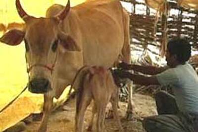 RSS plans cow urine drink to rival Western sodas