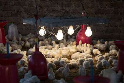 Meat, beef ban fever spreads to Rajasthan, Jammu and Kashmir, Ahmedabad