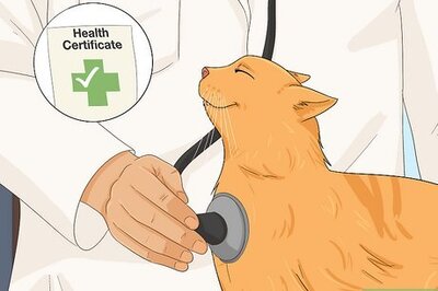 How to Travel With 2 Cats on a Flight: Tips, Prep, & More