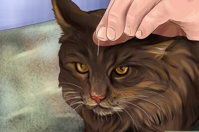 How to Treat a Cat with Acupuncture