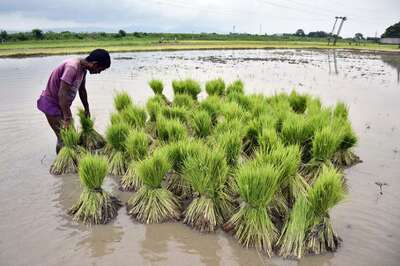Modi Cabinet Approves Steep Hike in MSP for Kharif Crops