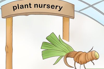 How to Grow Orris Root