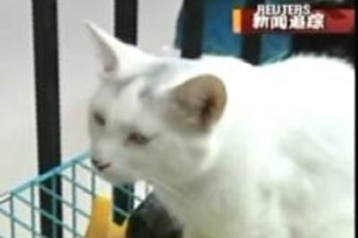 China Internet surfers save 840 cats