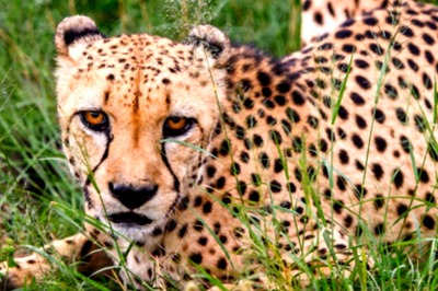 In Customised Jumbo Jet, 8 Wild Cheetahs from Namibia are Coming to India for Historic Translocation