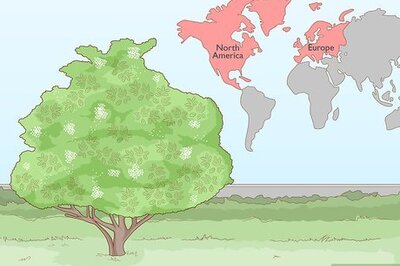 How to Identify Elderflower