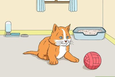 How to Introduce a Kitten to an Older Cat