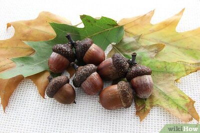 How to Dry Acorns for Crafts