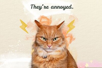 Cat Airplane Ears: What They Are & What They Mean