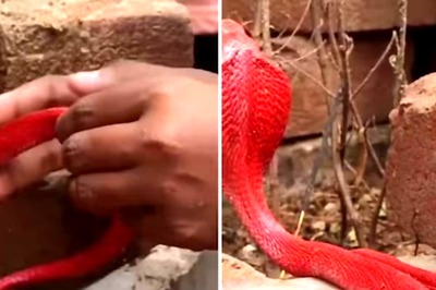 Video Of This Red-spitting Cobra Viral; Internet Debates If It's Fake Or Real