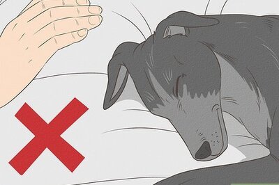 How to Handle Sleep Aggression in Senior Dogs