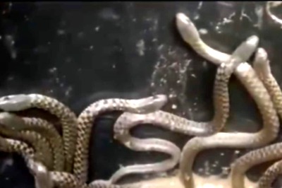 Video Of Dozens Of Snakes Crawling Out Of Bathroom In Assam Is As Scary As It Gets