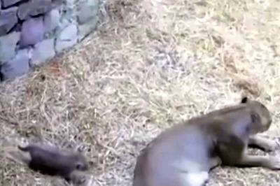 Lion Cub Sneaks Up On Mom And Then Pounces On Her In This Adorable Video