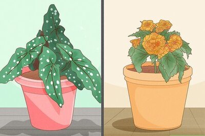 How to Care for a Begonia