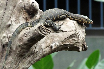 Delhi Secretariat's Unusual Visitor: 2-feet-long Monitor Lizard