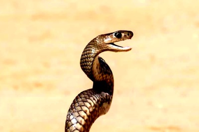 The Dos And Don'ts After A Snakebite