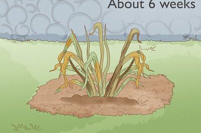 How to Cure Daffodil Bulbs for Replanting