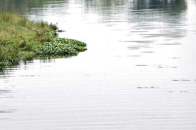 SC Directs CPCB to Provide Information About Status of Pollution in Yamuna at Mathura