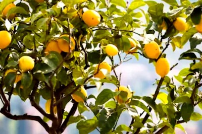How To Grow Lemon Plant In A Pot At Home This Summer