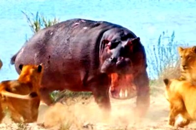 Hippopotamus Charges At A Pride Of Lionesses, What Unfolds Next Is Absolute Chaos