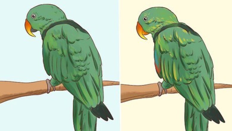 How to Spot Signs of Nutritional Disorders in Eclectus Parrots