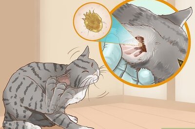 How to Treat Mange in Cats