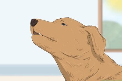 How to Get a Dog to Stop Whining