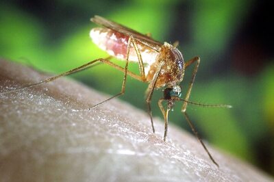 Scientists Discover Novel Way of Preventing Malaria Bugs from Breeding