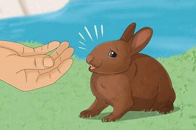 How to Catch a Pet Rabbit