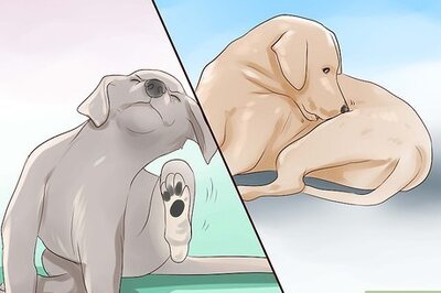 How to Check a Dog for Ringworm