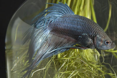 How to Breed Betta Fish