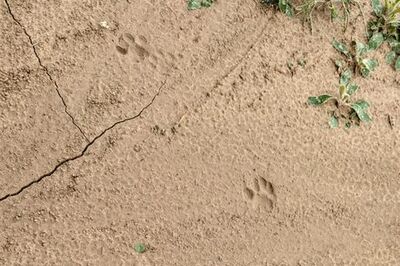 How to Make a Warrior Cat Clan for a Fanfiction