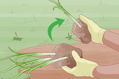 How to Divide Overgrown Perennials