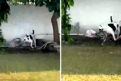 Watch: Pit Bull Proves Loyalty By Saving Children From King Cobra’s Attack