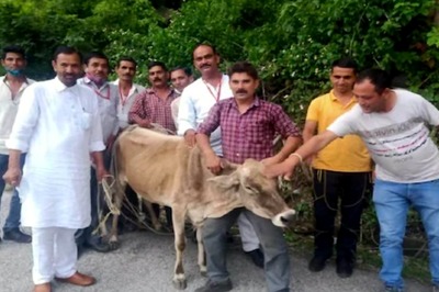 In Himachal, MLA Helps Rescue Cow Stuck in Pit Dug By PWD