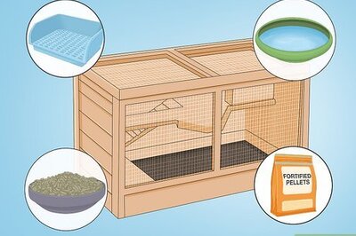 How to Get Your Bunny Used to You