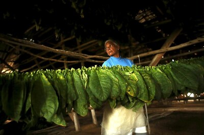 Avoid Onslaught of Heavy Taxation on Tobacco: Farmers to Govt