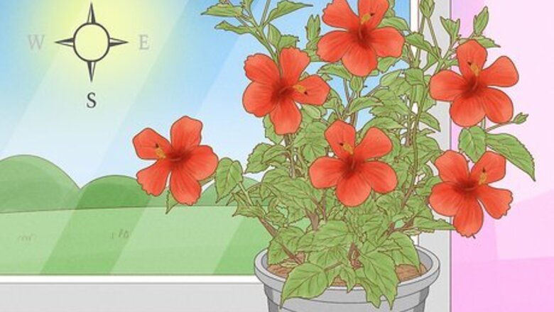 How to Care for a Chinese Hibiscus