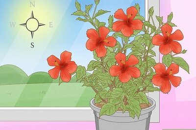 How to Care for a Chinese Hibiscus