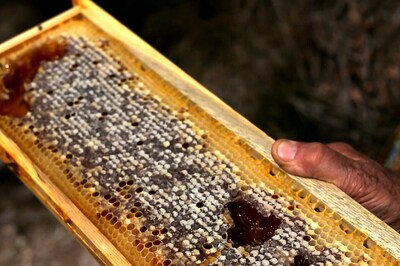 Telangana: Woman Techie Leaves Job to Become Beekeeper, Earns Rs 2 Crore Annually