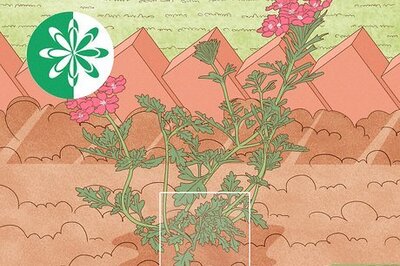 How to Prune Verbena