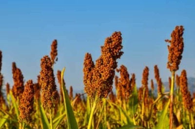 Millet: The Modern Superfood Finding Favor in India