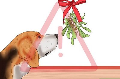 How to Protect Your Dog from Holiday Hazards