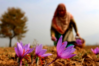 Top 5 Destinations For Ayurvedic Herbs in India