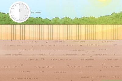 How to Grow and Care for Geraniums