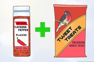 How to Get Rid of Squirrels