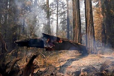 Resilient Redwood Forest A Beacon Of Hope For California