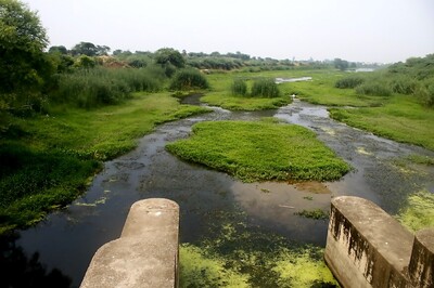 Story of Najafgarh: How a River Was Murdered After Flood of Flying Fishes