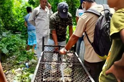 Wild Fishing Cat Sighted in West Bengal’s Howrah; Locals Mistook Animal For Tiger